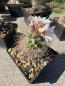 Preview: Turbinicarpus pseudomacrochele